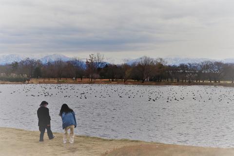 園内の池の向こうには雪化粧の立山連峰