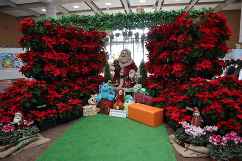 ポインセチアの生花がクリスマスムードを盛り上げます