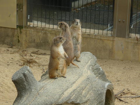 ミーアキャット