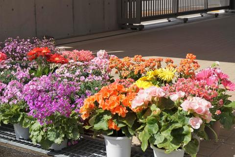 園内を彩る花もスタンバイ