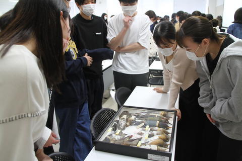 富山県の鳥類標本に見入る学生