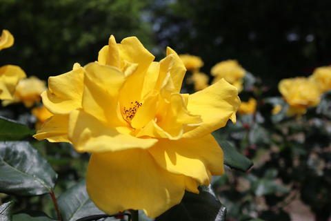 元気が出る黄色いバラ