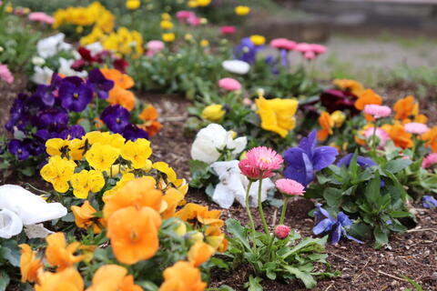 中庭を彩るお花たちもスタンバイ