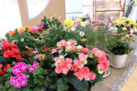 園内を彩るお花たちもスタンバイ