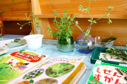 園庭で摘んだ草花が飾ってありました