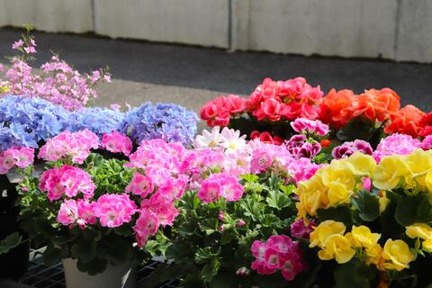 園内を彩るお花たちもスタンバイ