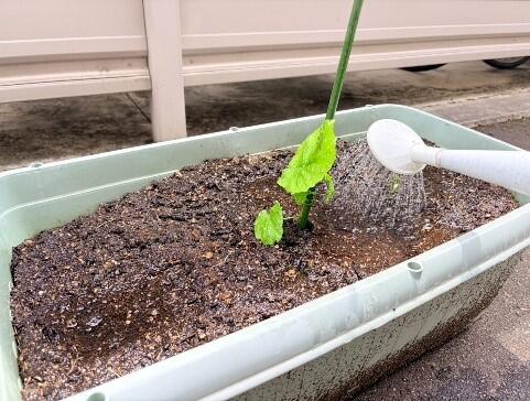 プランター植え替え.jpg